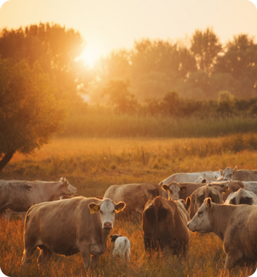 cows