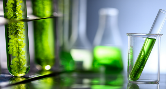 Rozdíly mezi vitamínem D rostlinného původu a vitamínem D z živočišných zdrojů