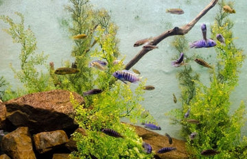 Výhody rostlinných Omega-3 získaných z řas