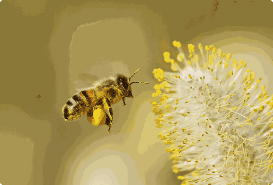 Alergie jako “pandemie 21. století”: proč je pyl agresivnější a jak se na pylovou sezonu připravit?