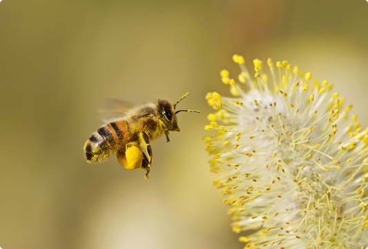 Alergie jako “pandemie 21. století”: proč je pyl agresivnější a jak se na pylovou sezonu připravit?