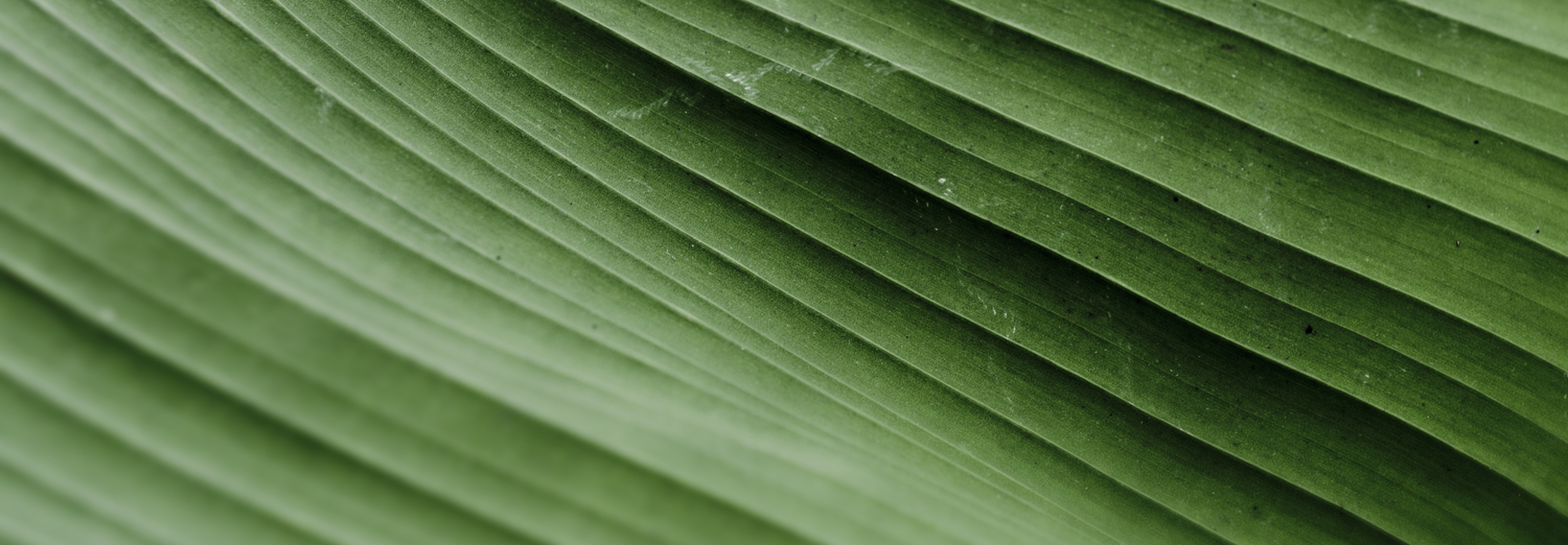 leaf detail