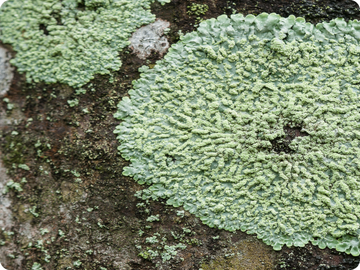 lichen